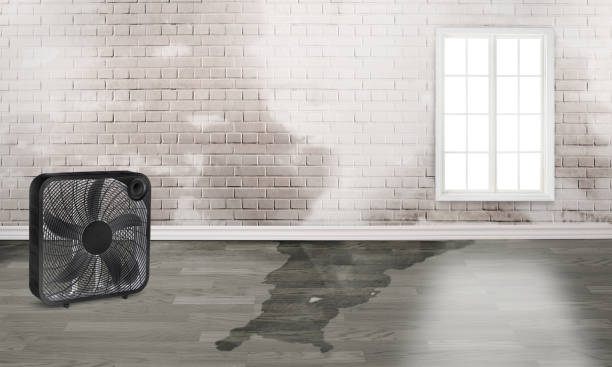 Best Basement water damage restoration  in Bel Air South, MD